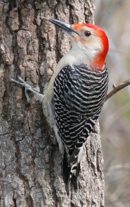 Red-bellied_Woodpecker-27527